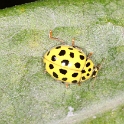 Macro chalet aout 09 - 060